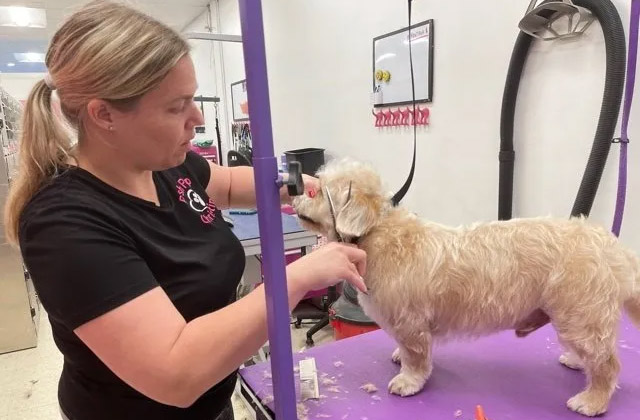 Christine showcasing a happy pooch at Posh Pup Grooming, highlighting their exceptional grooming process and welcoming atmosphere.